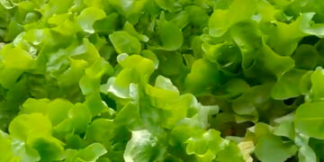 Cosechar lechugas en 15 días es posible mediante hidroponía