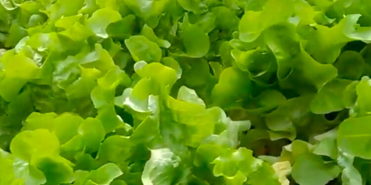 Cosechar lechugas en 15 días es posible mediante hidroponía