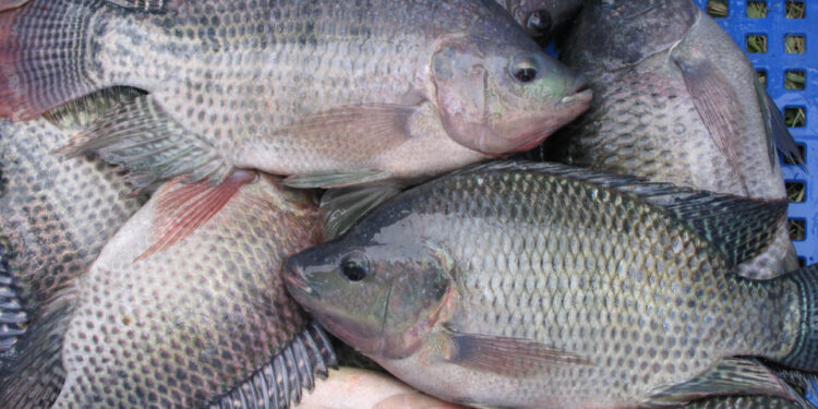 Granja en Zacatecas recibe certificación para producir tilapia