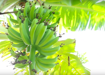 Investigadora mexicana desarrolla insumo con doble beneficio para el banano