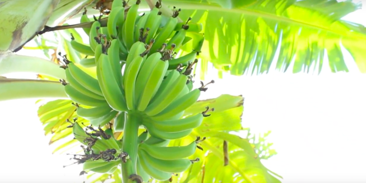 Investigadora mexicana desarrolla insumo con doble beneficio para el banano