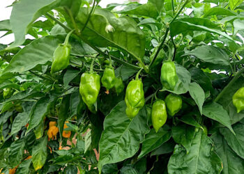 Mejoramiento genético coloca al chile habanero en el mercado internacional
