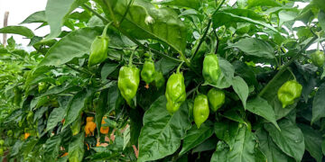 Mejoramiento genético coloca al chile habanero en el mercado internacional