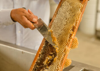 México produjo más de 60 mil toneladas de miel en 2019