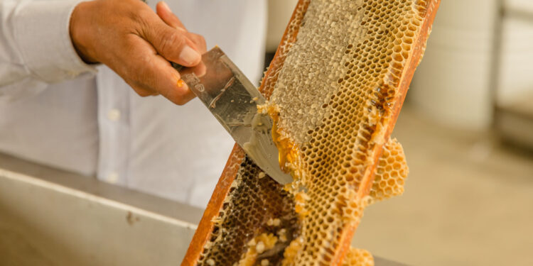 México produjo más de 60 mil toneladas de miel en 2019