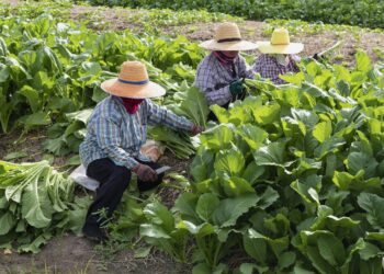 Preocupa al sector agrícola de EEUU falta de trabajadores temporales