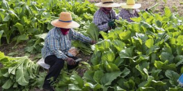 Preocupa al sector agrícola de EEUU falta de trabajadores temporales