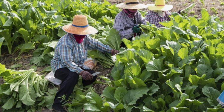Preocupa al sector agrícola de EEUU falta de trabajadores temporales