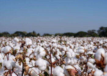 Productores de algodón replantean estrategias de comercialización directa