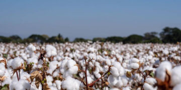 Productores de algodón replantean estrategias de comercialización directa