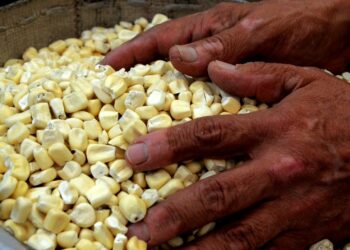 Advierte la FAO riesgo de crisis alimentaria por el nuevo coronavirus