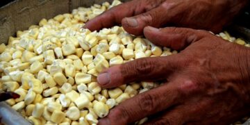 Advierte la FAO riesgo de crisis alimentaria por el nuevo coronavirus