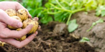 Alemania busca una nueva agricultura libre de pesticidas químicos