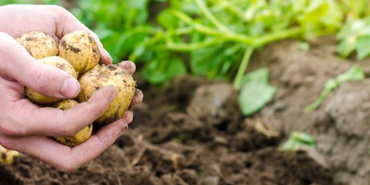 Alemania busca una nueva agricultura libre de pesticidas químicos