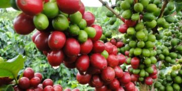 Caficultores de El Salvador buscan reconversión orgánica