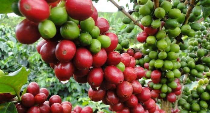 Caficultores de El Salvador buscan reconversión orgánica