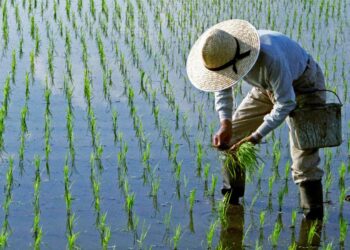 China modernizará su agricultura de forma acelerada en la próxima década