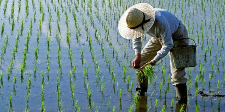 China modernizará su agricultura de forma acelerada en la próxima década