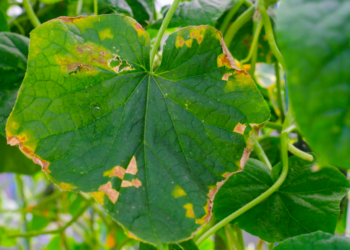 Científicos desarrollan “coctel terapia” contra la marchitez bacteriana