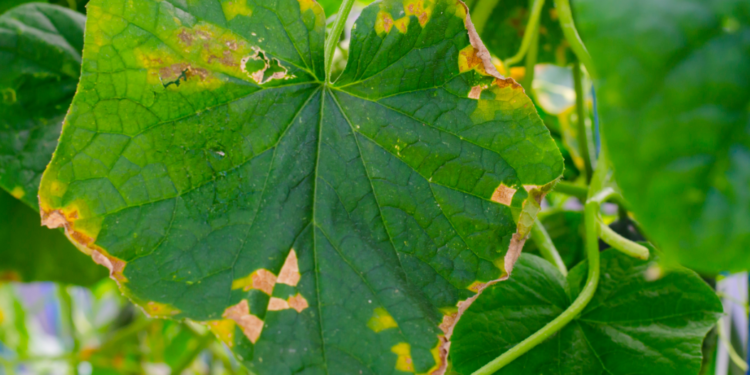 Científicos desarrollan “coctel terapia” contra la marchitez bacteriana