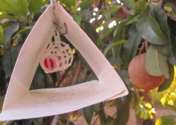 Colima es declarada entidad libre de mosca del Mediterráneo