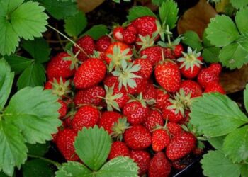 Con tecnificación, Irapuato cosecha hasta 60 toneladas de fresa por hectárea