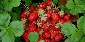 Con tecnificación, Irapuato cosecha hasta 60 toneladas de fresa por hectárea