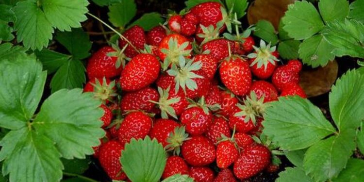 Con tecnificación, Irapuato cosecha hasta 60 toneladas de fresa por hectárea