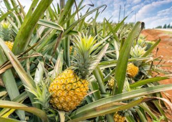 Crean fibras textiles con residuos de piña