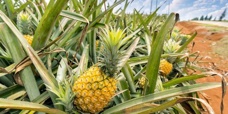 Crean fibras textiles con residuos de piña