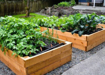 Cultivo en casa crece ante crisis por covid-19