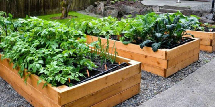 Cultivo en casa crece ante crisis por covid-19