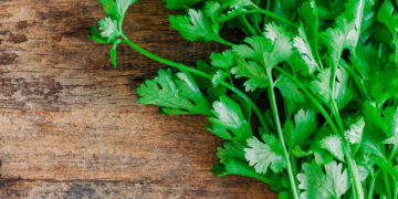 El cilantro mantiene tradición de cultivo en la Mixteca