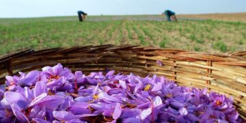 Empresa de extractos botánicos recibe certificaciones por sus insumos orgánicos