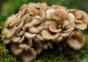 Empresa australiana convierte setas en alternativa a la carne