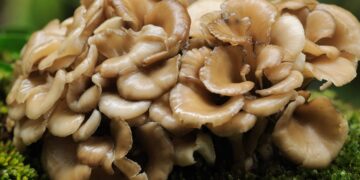 Empresa australiana convierte setas en alternativa a la carne