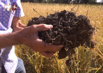 Especialistas del Inifap regeneran suelos con agua de lluvia