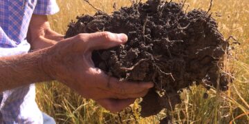 Especialistas del Inifap regeneran suelos con agua de lluvia