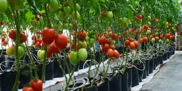 Mallas de sombreo aumentan antioxidantes en tomate ecológico