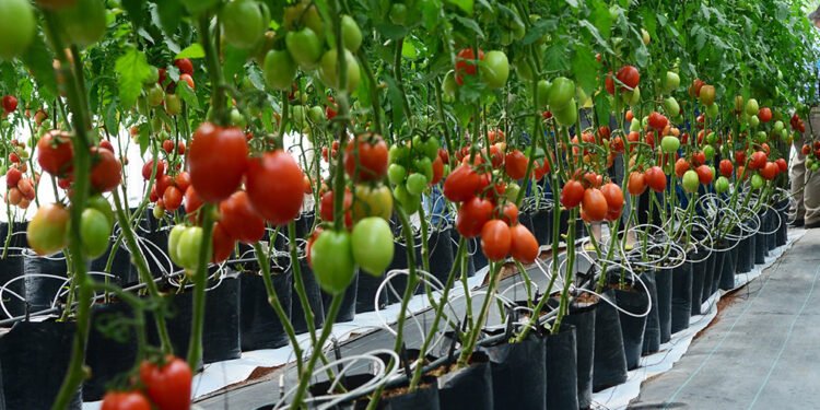 Mallas de sombreo aumentan antioxidantes en tomate ecológico