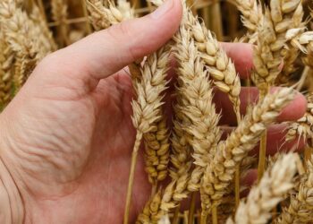 México aumenta 13.6 % la producción de trigo panificable