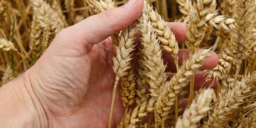 México aumenta 13.6 % la producción de trigo panificable