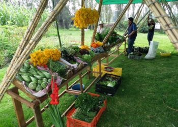 Productores de chinampas llevan alimentos orgánicos a tu casa