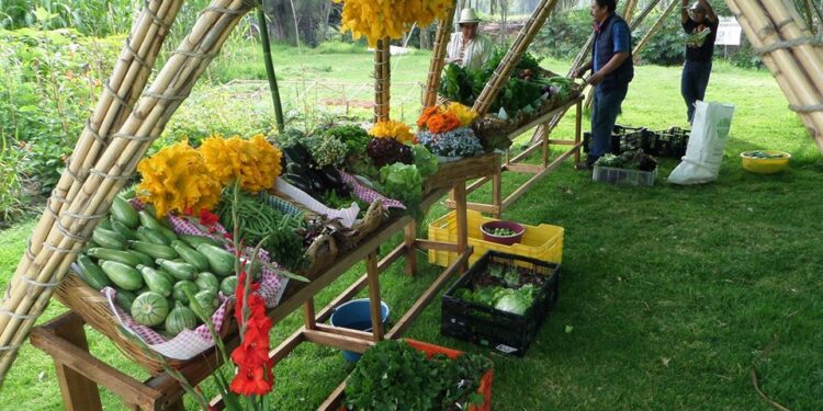 Productores de chinampas llevan alimentos orgánicos a tu casa