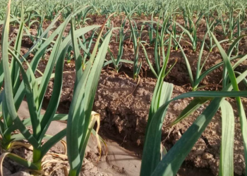 Productores de Sinaloa reducen costos con labranza mínima