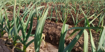 Productores de Sinaloa reducen costos con labranza mínima