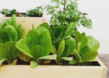 Querétaro promueve el cultivo de orgánicos en casa