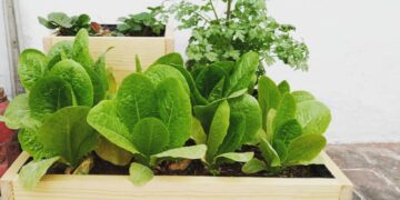 Querétaro promueve el cultivo de orgánicos en casa