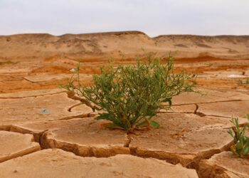 Cambio climático provocará una caída del 20% en la agricultura, advierten expertos