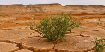 Cambio climático provocará una caída del 20% en la agricultura, advierten expertos